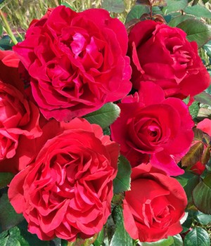 Parfum-Rose 'Rose Clos Vougeot®'