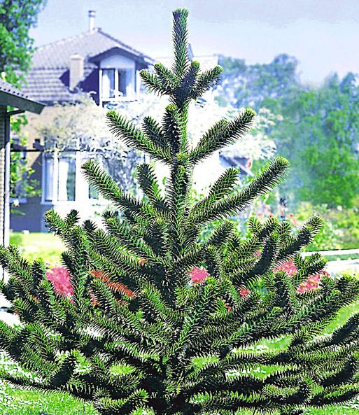AffenschwanzBaum Immergrün, auch im Winter bei BALDUR
