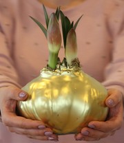 MEGA XXL Wachs-Amaryllis Gold rote Blüte