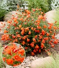 Punica 'Uniqa®'