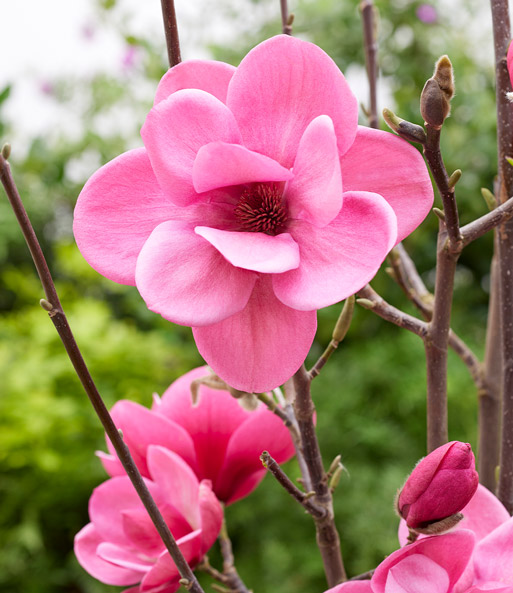 Magnolie 'Watermelon®'