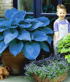 Riesen-Hosta blau 'Halcyon'