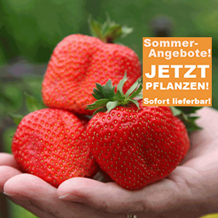Erdbeeren