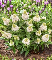 Zwerg-Schmetterlingsflieder 'Little Rockstars®' weiß