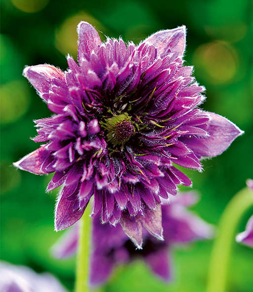 Küchenschelle 'Fairy Dreams'