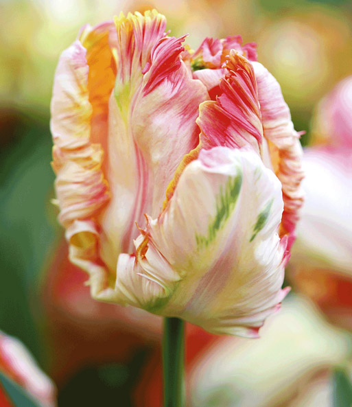 Papageien-Tulpe 'Apricot Parrot'