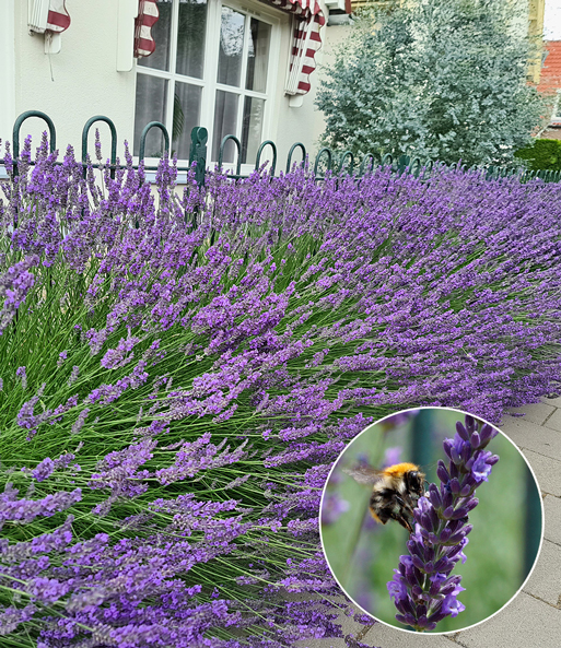 Der Lavendel „Phenomenal“ blüht üppig am Wegesrand. Eingeblendet wird die Nahaufnahme einer Biene die den Lavendel bestäubt.