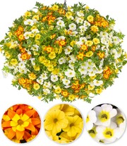 Sommerblumen-Mix 'Sunny Summer'