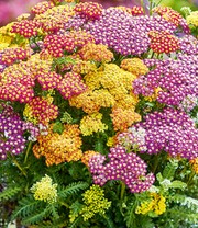 Achillea-Mix 'Milly Rock®'