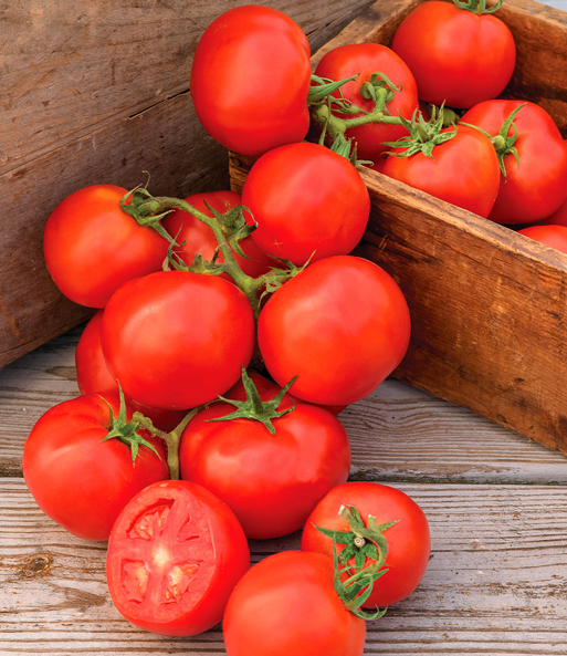 Veredelte Strauch-Tomate 'Oh Happy Day' F1