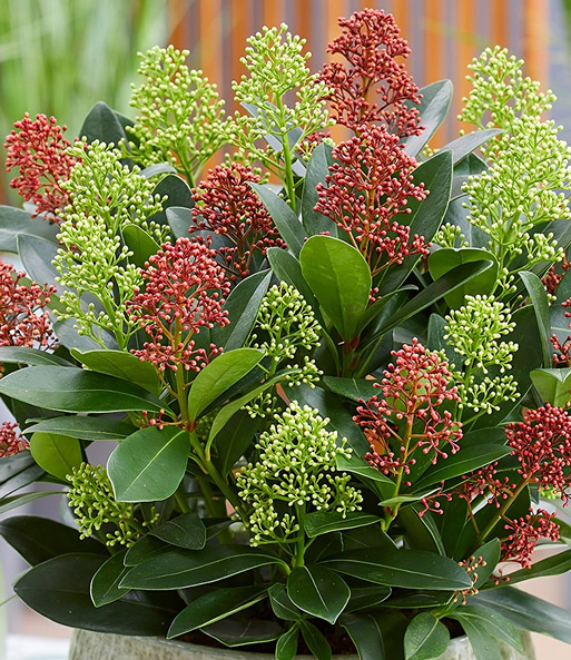 Winterharte Skimmia 'Double Diamond®', im 15 cm-Topf