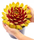 Sempervivum Giants 'Gold Mine®'