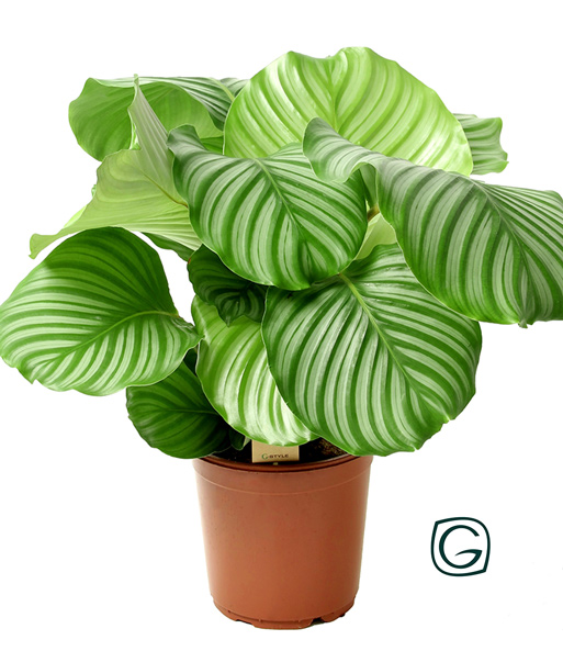 Calathea orbifolia im 17 cm Topf