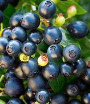 Heidelbeer-Hecke 'BERRYBUX®'