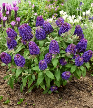 Zwerg-Schmetterlingsflieder 'Little Rockstars®' purple