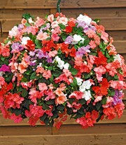 Impatiens-Mix 'Beacon®'