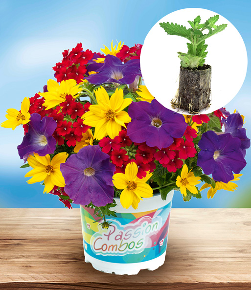 Sommerblumen-Mix 'Circus'