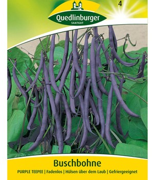 Buschbohne 'Purple TEEPEE' blau