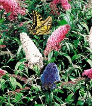 Sommer-Flieder 'Papillion Tricolor'