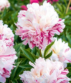Paeonia 'Candy Stripe®'