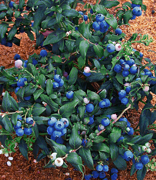 Heidelbeere 'Hortblue®'