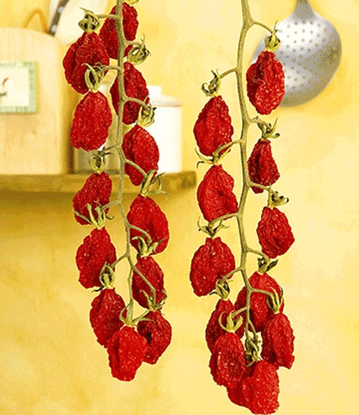 Tomaccio®-Tomate