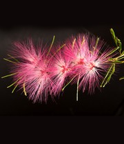 Calliandra Stämmchen