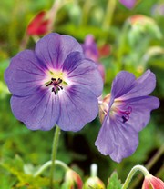 Geranium 'Bloom Me Away'
