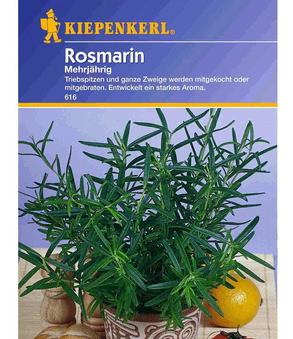 Rosmarin KIEPENKERL bei BALDURGarten