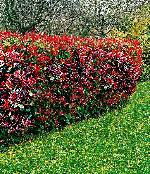 Photinia-Hecke 'Red Robin' 5 Pflanzen