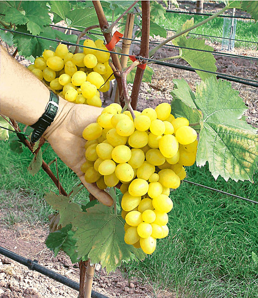 Tafel-Traube 'Maxi White'