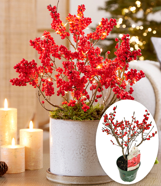Ilex 'Jingle Bells®'