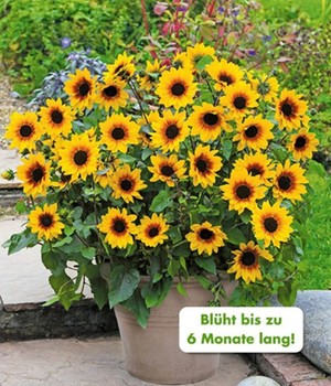 Balkon-Sonnenblume 'SunBelievable®'