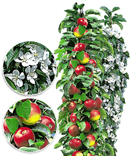 Säulen-Obst Kollektion Birne & Apfel