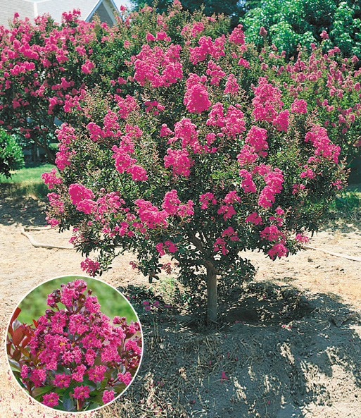 Der Flieder des Südens lässt seine pinken Blüten im Garten erstrahlen. Eingeblendet wird eine Nahaufnahme der Blüten.