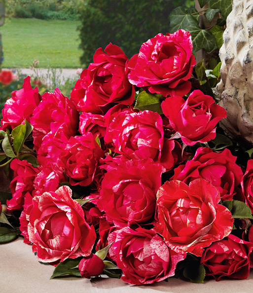 Maler-Rose® 'Henri Matisse®'