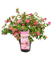 Duft-Kamelie 'Winter Perfume Pink'