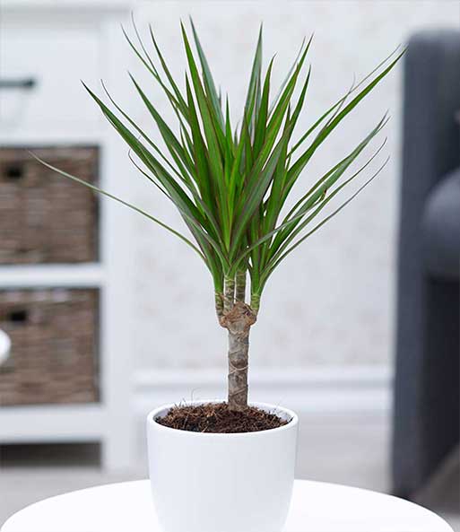 Dracena 'Marginata' ca. 35-45 cm hoch