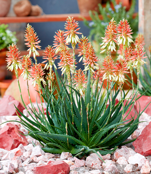 Aloe 'Safari Sunrise®'