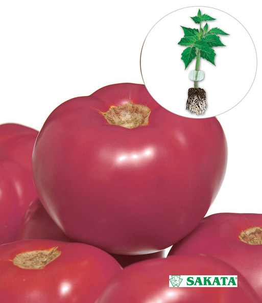 Veredelte Strauch-Tomate 'Fuji Pink' F1