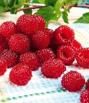 Himbeer-Baum Raspbeary® Himbeere mit Stamm & Krone