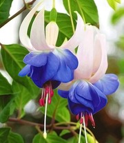 Winterharte Fuchsie 'Blue Sarah'