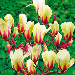 Magnolie