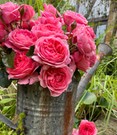 Rose 'Comtesse Liger Belair®'