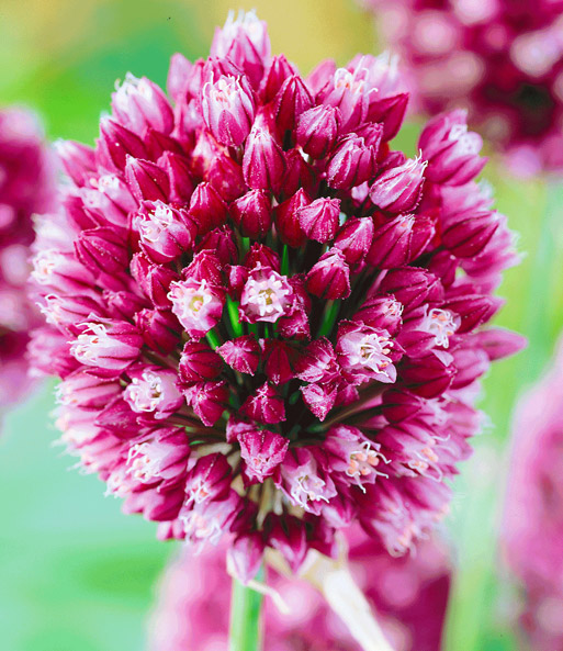 Allium 'Pink Vision'
