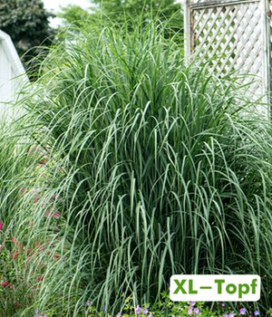 Panicum virgatum Northwind im 14 cm XL-Topf