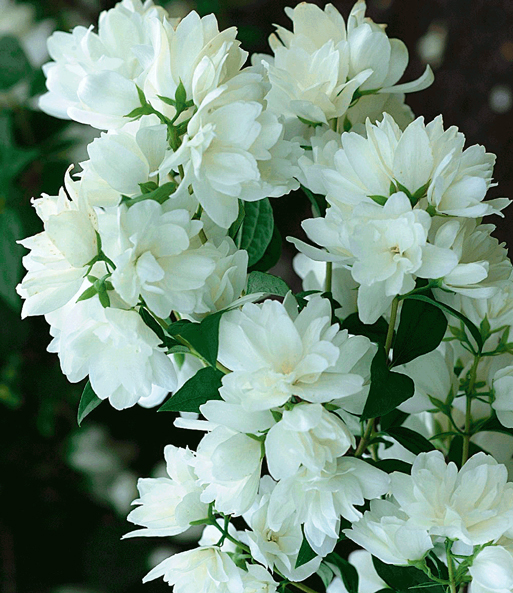 Schneeweißer Duft-Jasmin