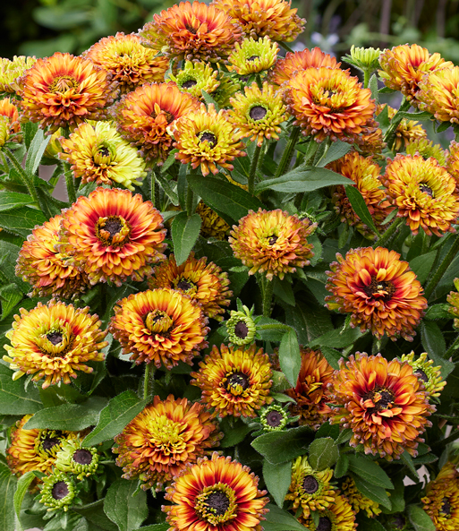 Nahaufnahme der orange-roten Blüten der Rudbeckia „Verzauberte Dämmerung“.