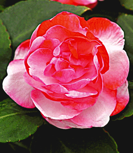 Doppelt gefüllte Impatiens 'Hot Pink'