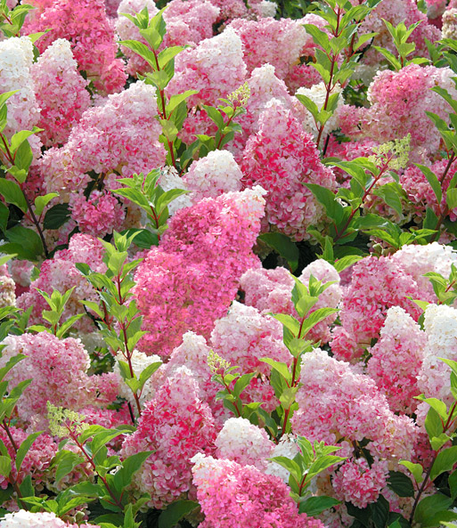 Freiland-Hortensie 'Vanille Fraise®' im 2-Liter Topf